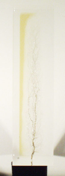 Coloured Solarisation Lightning Strike Lichtenberg Figures - Solarization